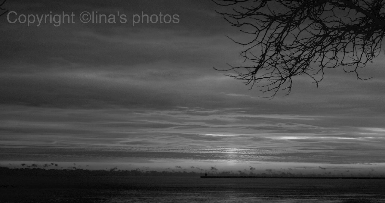 CLOSE-UP OF TREE AGAINST SEA