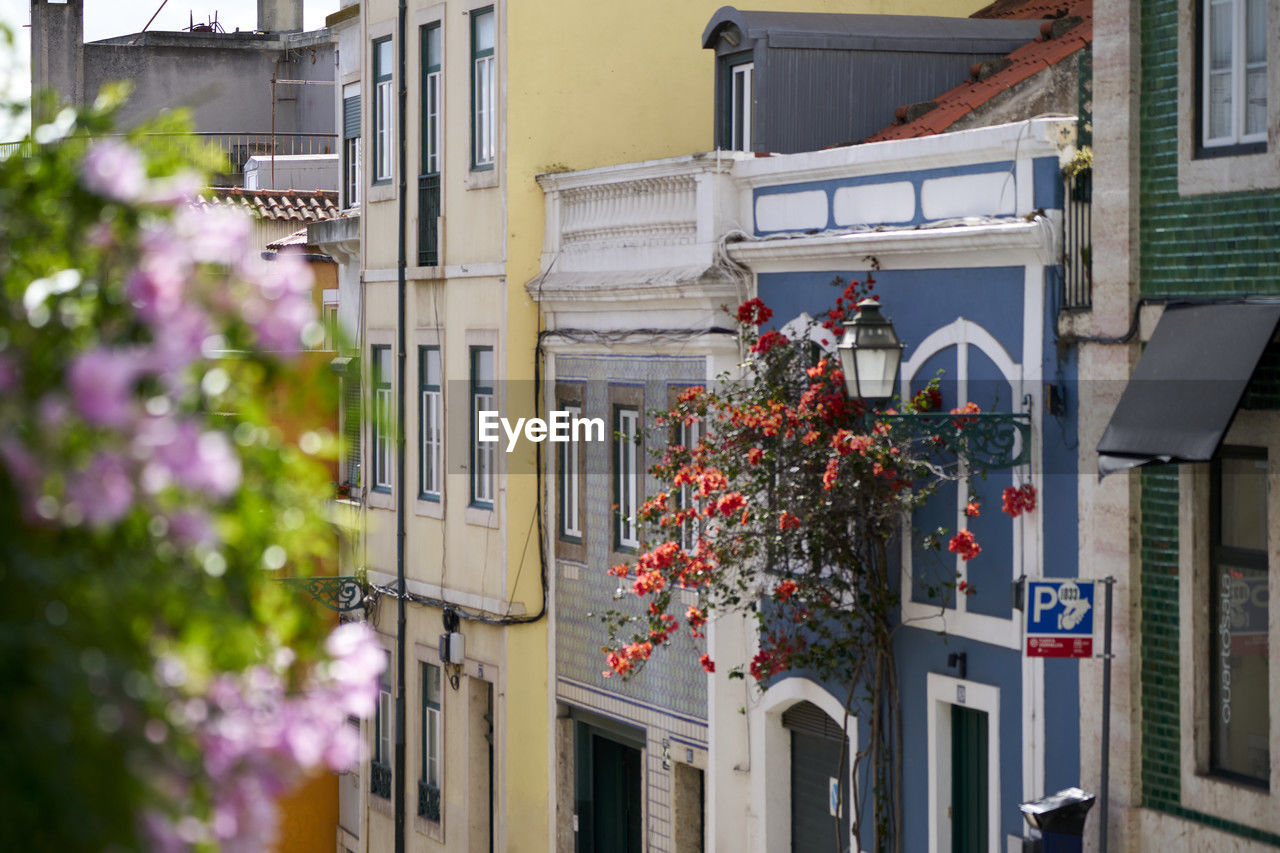 architecture, building exterior, built structure, neighbourhood, building, flowering plant, flower, plant, town, residential district, street, nature, city, house, urban area, balcony, road, window, day, no people, outdoors, facade, alley, residential area, growth