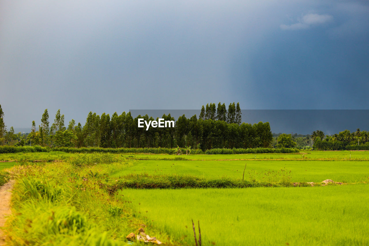 Scenic view of field against sky