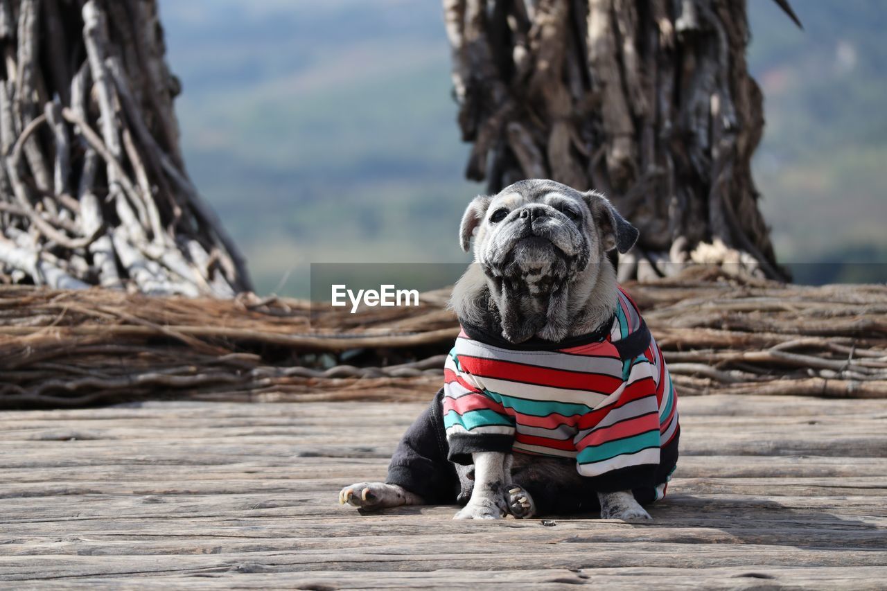 one animal, mammal, animal themes, animal, dog, canine, domestic animals, pet, lap dog, nature, portrait, tree, sky, focus on foreground, day, pug, no people, pet clothing, outdoors, sitting, cute, clothing, beach