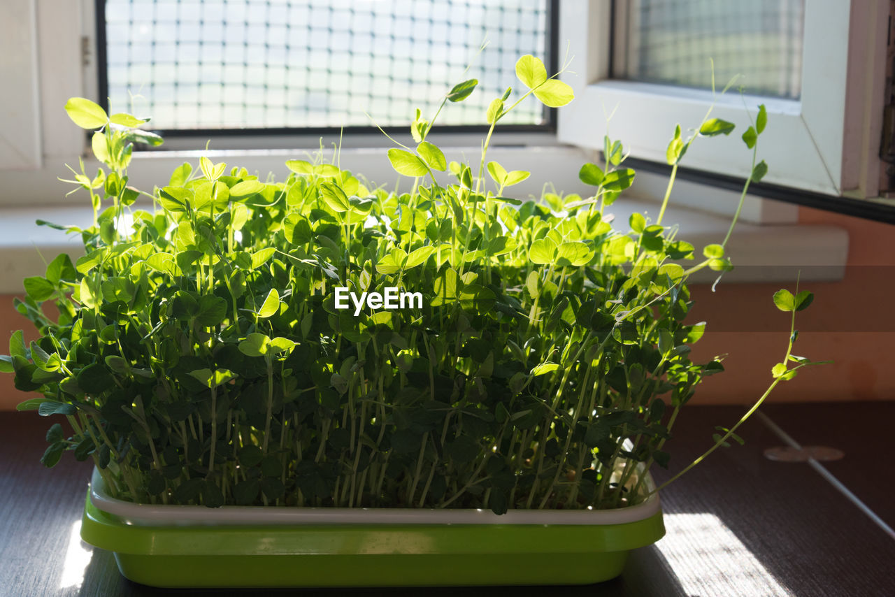 CLOSE-UP OF POTTED PLANT ON TABLE AGAINST WINDOW