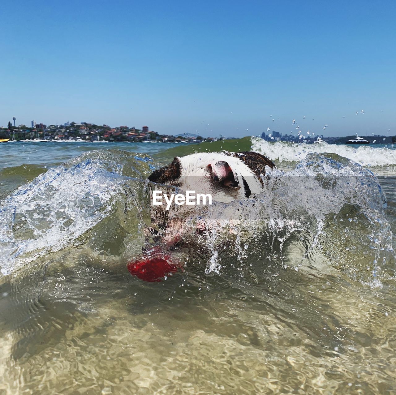 DOG IN THE SEA