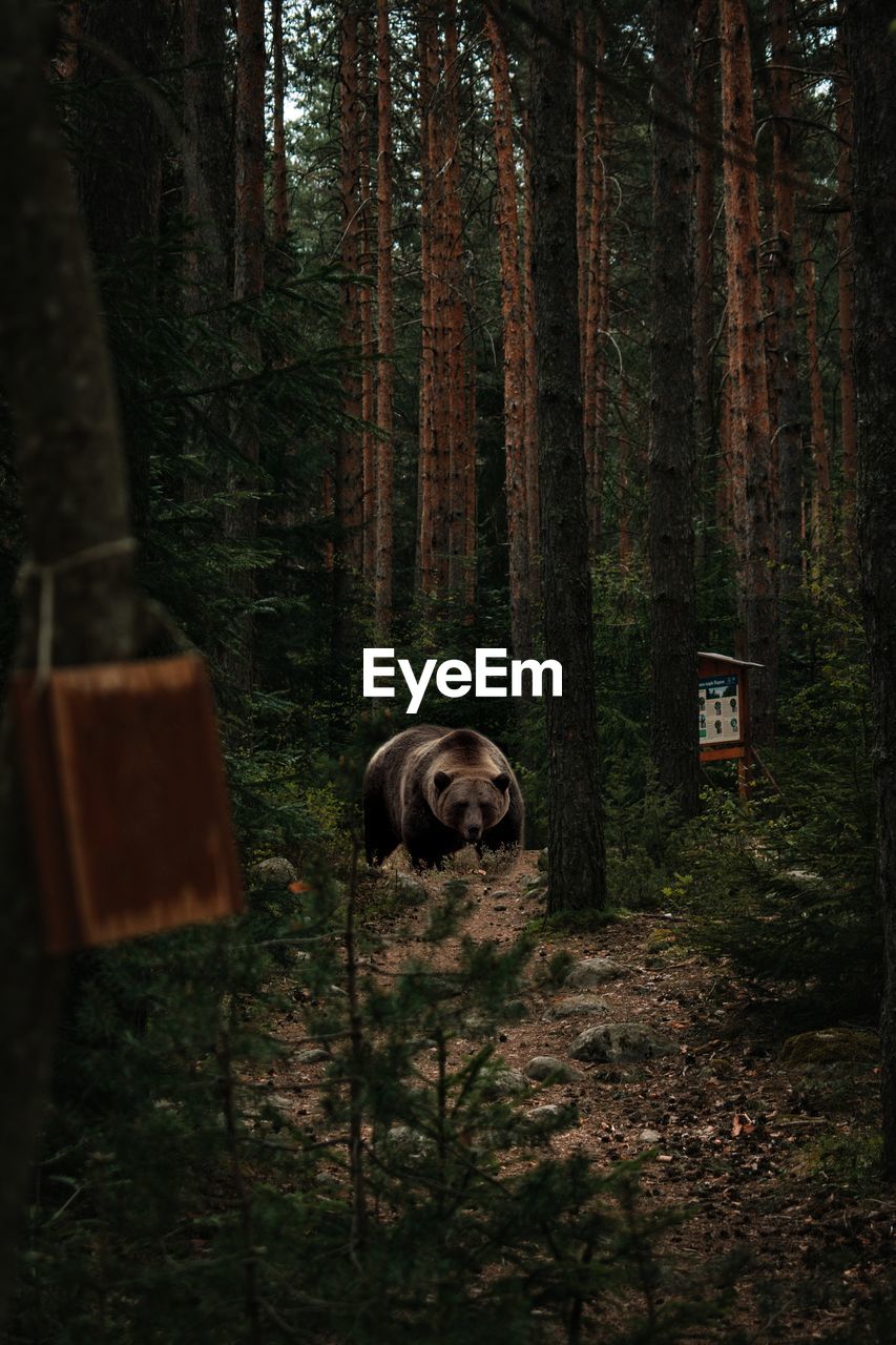View of a bear in the forest