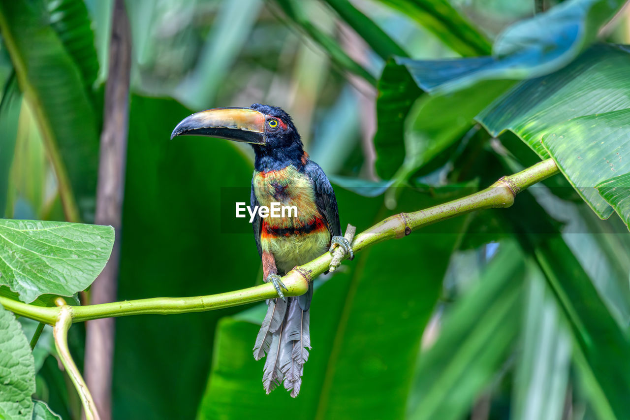 low angle view of bird perching on plant