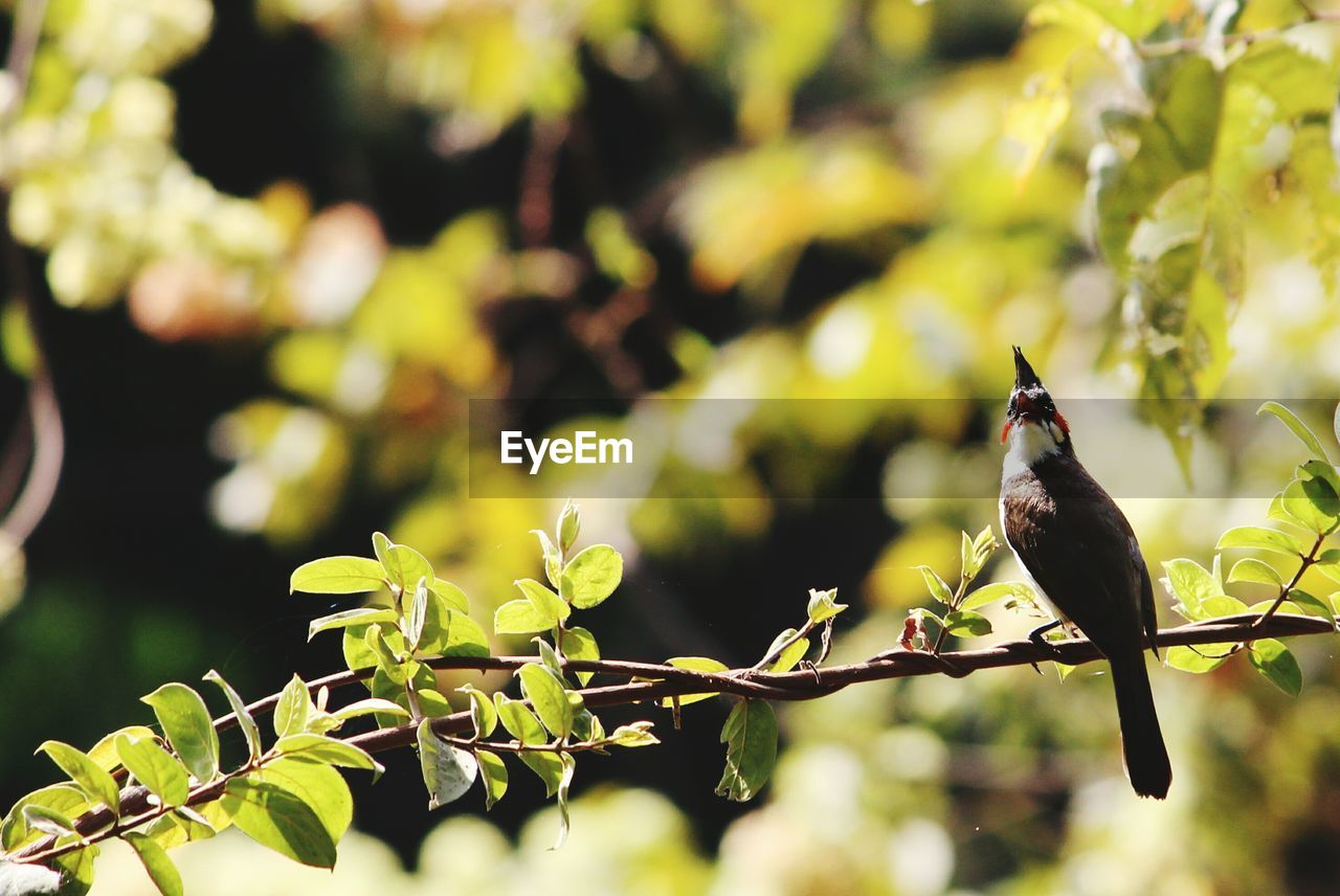 Close-up of bird perching on branch