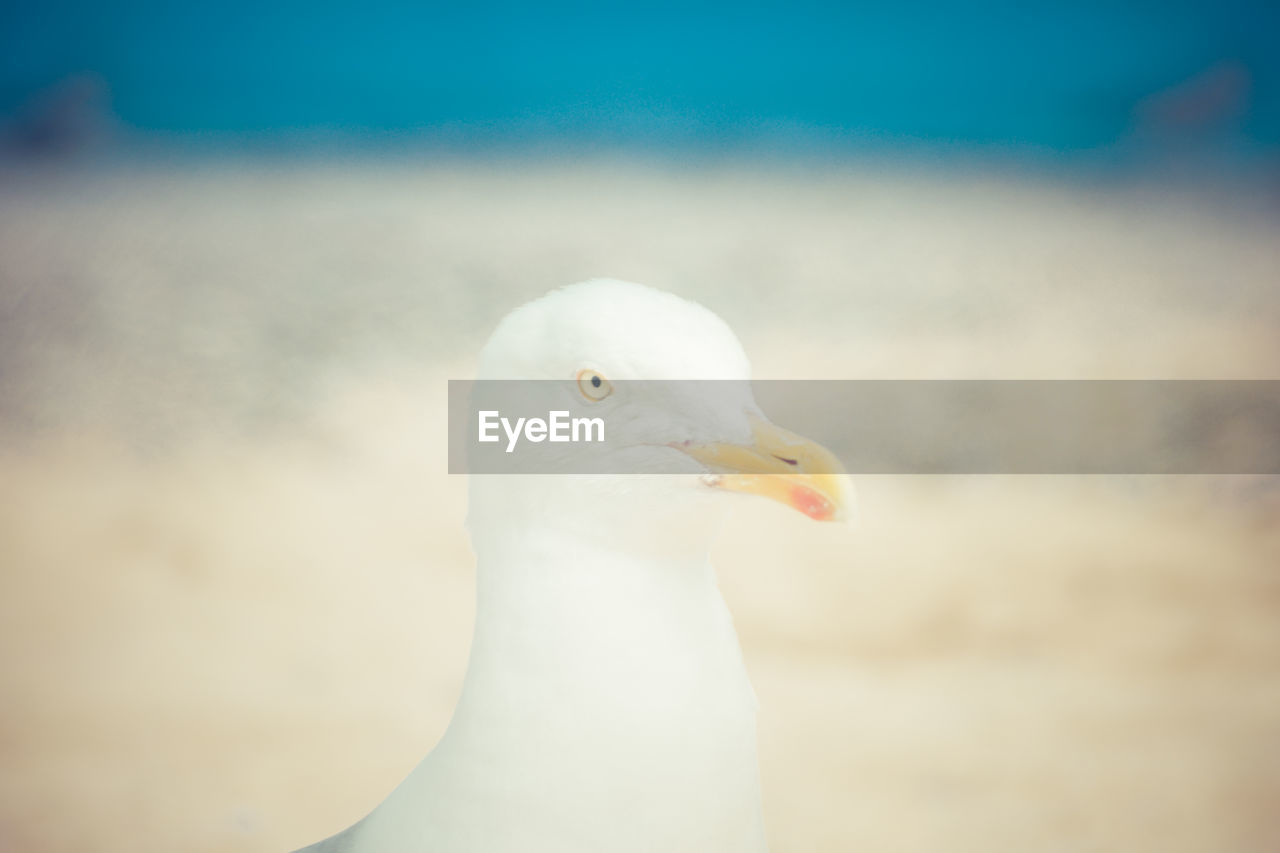 CLOSE-UP OF SEAGULL AGAINST THE SKY