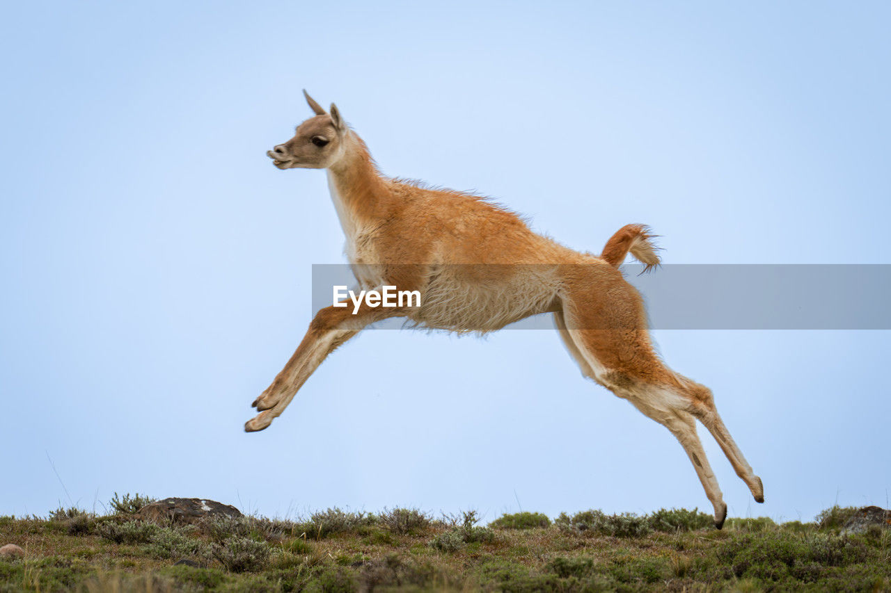 animal, animal themes, mammal, animal wildlife, one animal, full length, wildlife, nature, sky, no people, side view, jumping, blue, day, outdoors, clear sky, motion