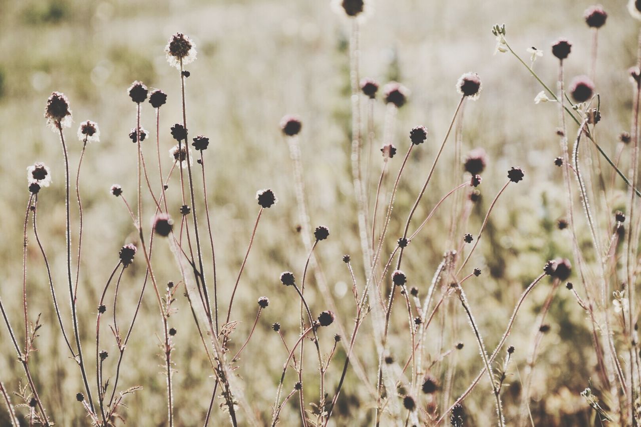 Close-up of dry plants on field