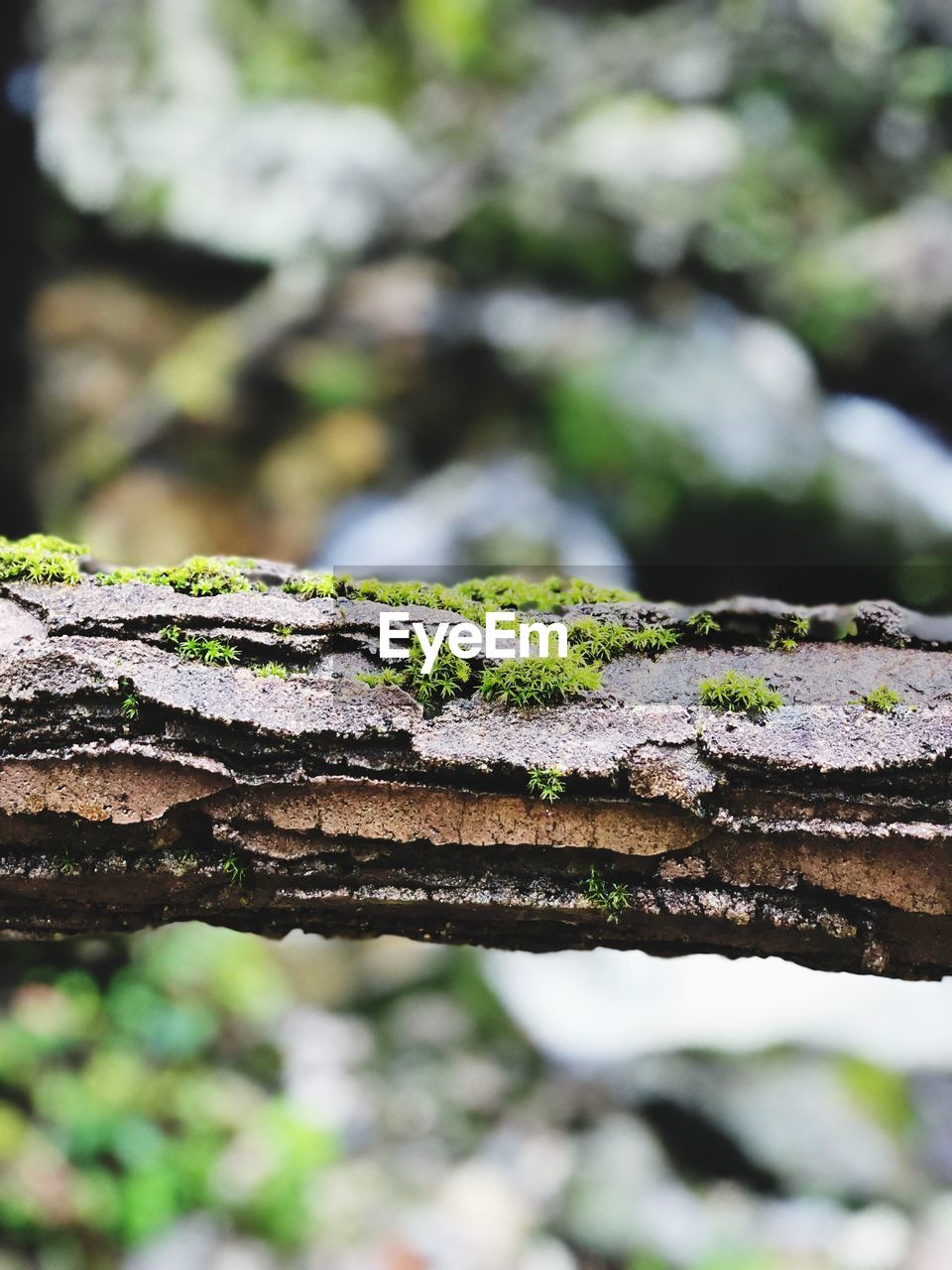 CLOSE-UP OF MOSS ON TREE BRANCH