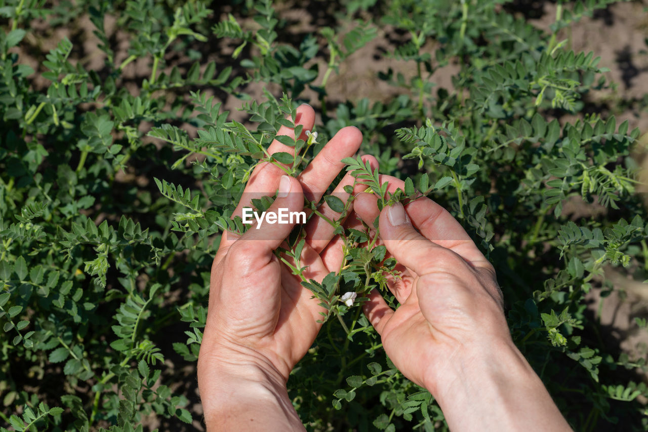 Woman shows chickpeas in close up. chickpea are growing on the field