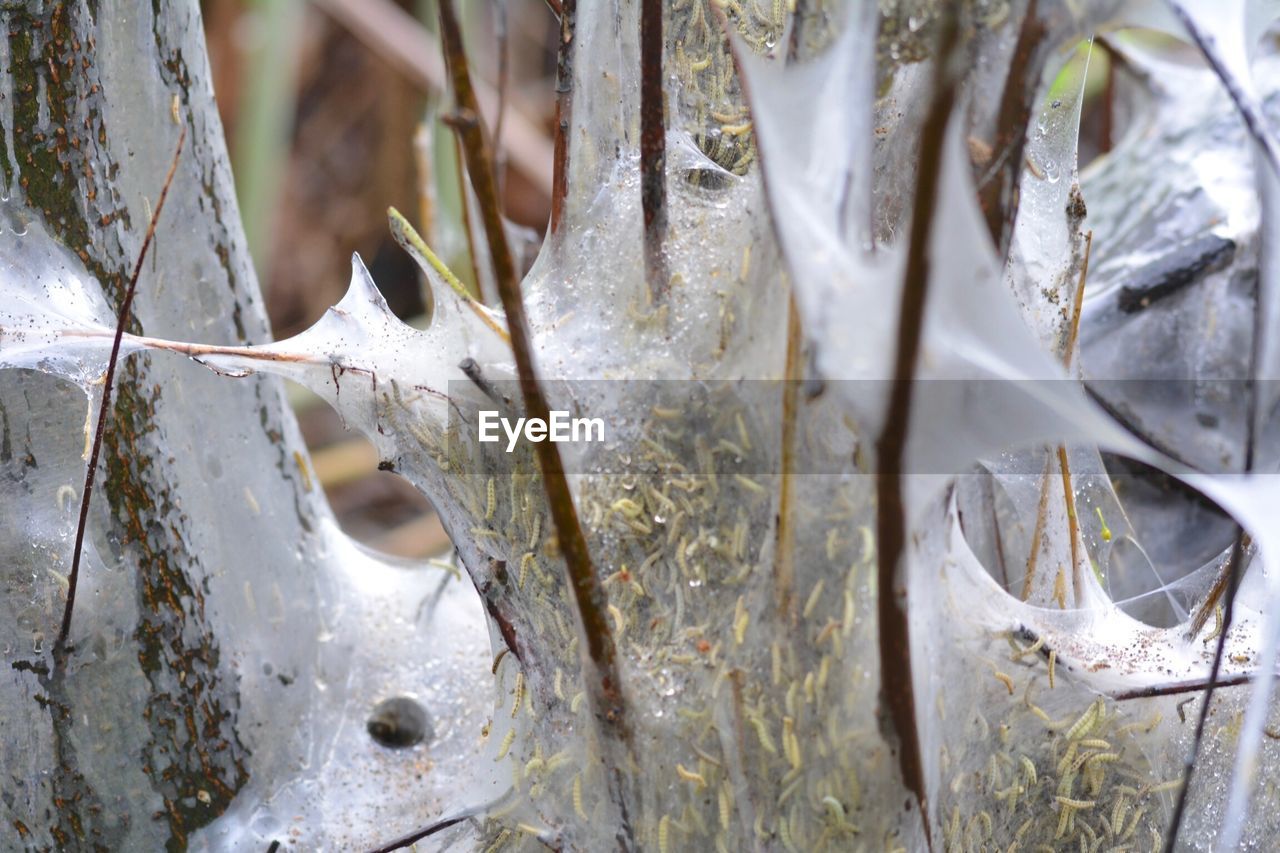 FULL FRAME SHOT OF FROZEN PLANTS