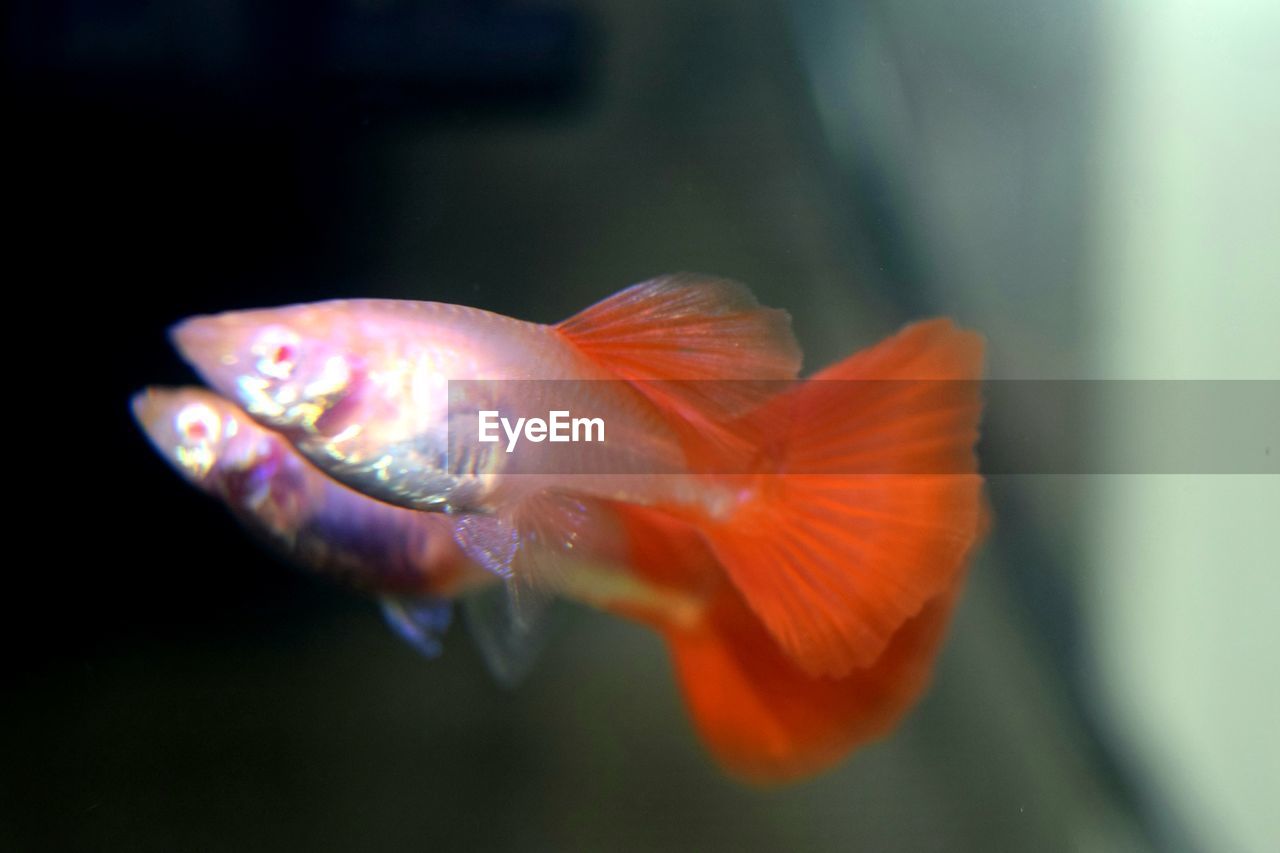 CLOSE-UP OF FISH UNDERWATER