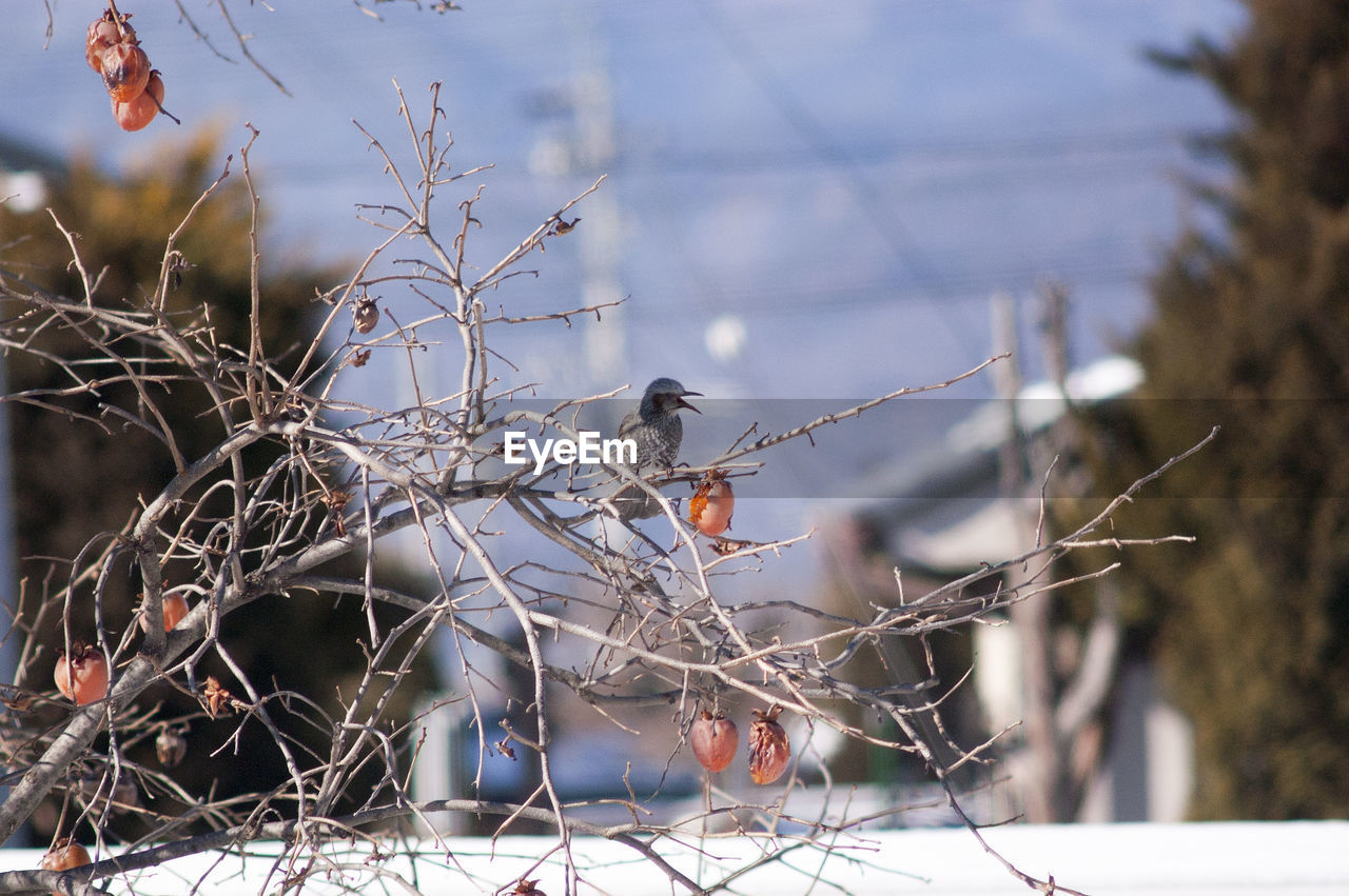 Close-up of birds perching on tree against sky