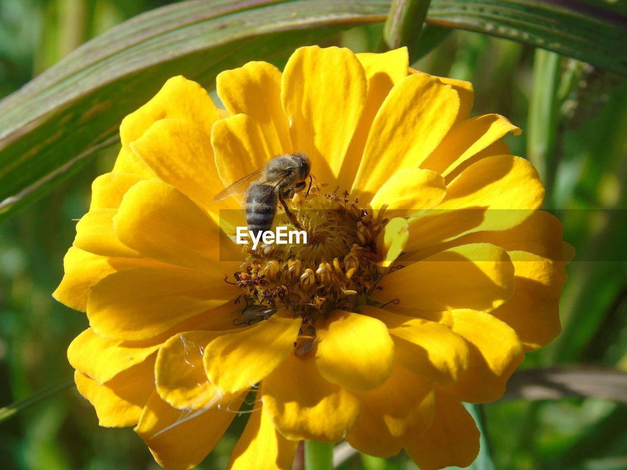 Close-up of bee on sunflower