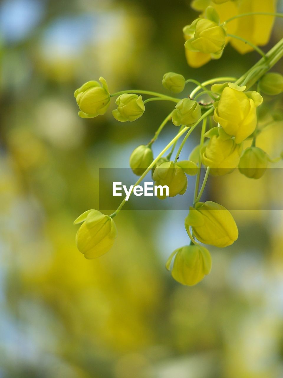 CLOSE-UP OF YELLOW FLOWERING PLANT AGAINST BRIGHT SUN