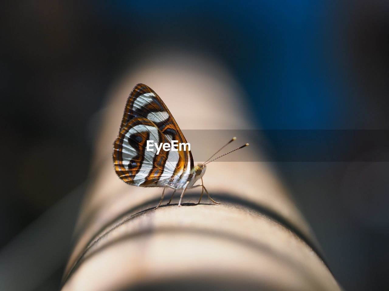 Close-up of butterfly on bamboo