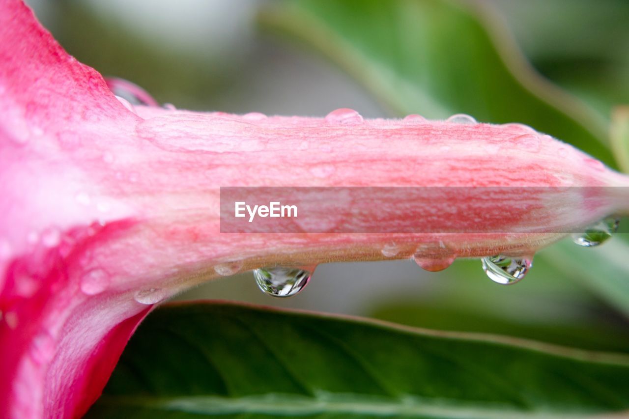 CLOSE-UP OF PINK FLOWER WITH WATER DROPS