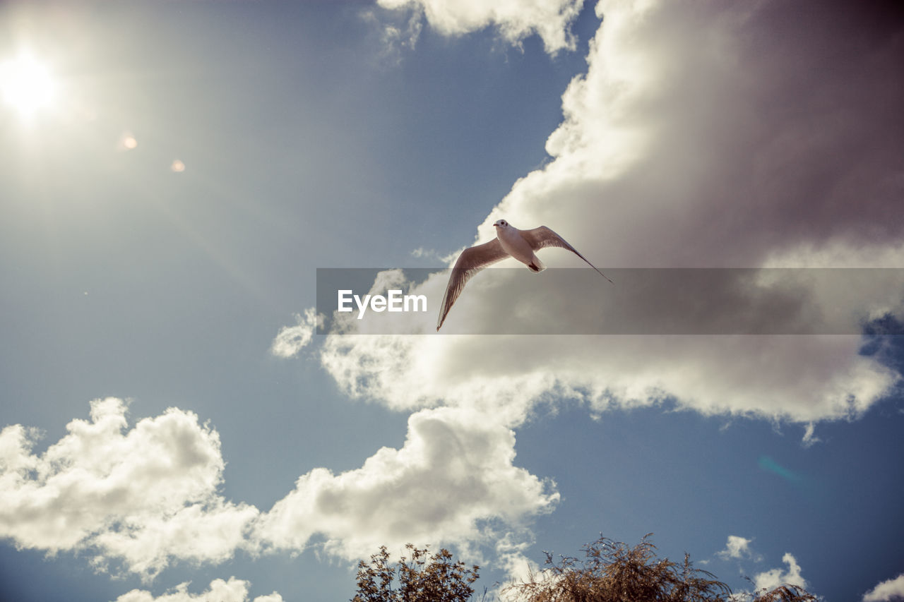 Low angle view of bird flying against sky