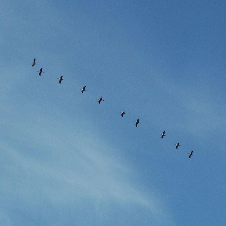 Flock of birds flying in formation