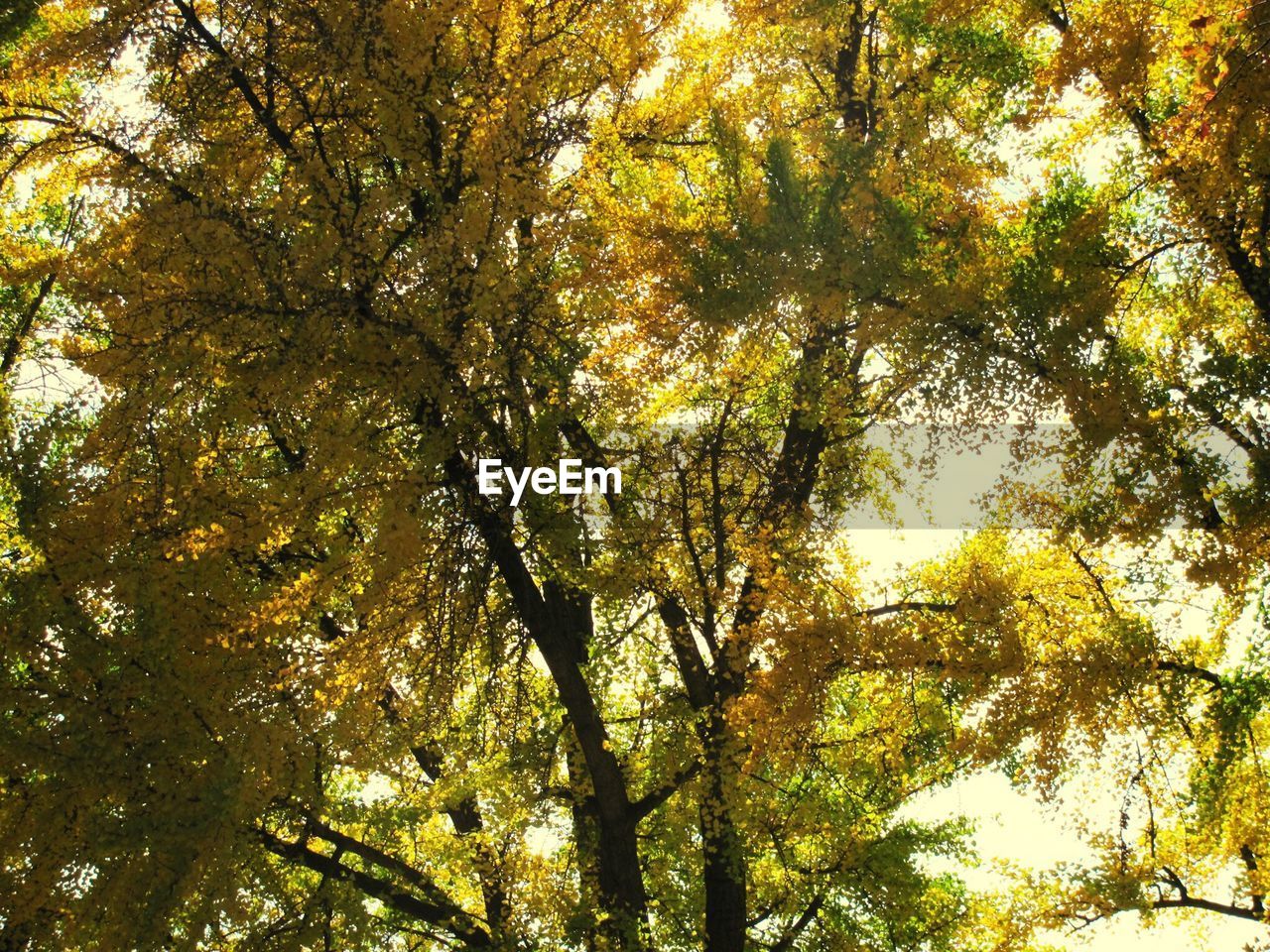 LOW ANGLE VIEW OF TREES IN FOREST