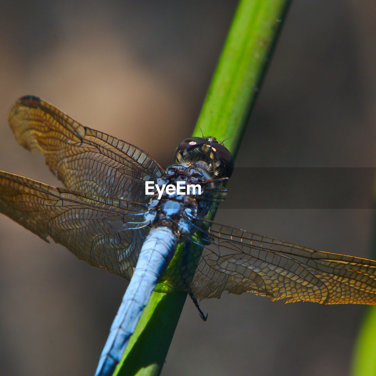 CLOSE-UP OF A DRAGONFLY ON A WALL