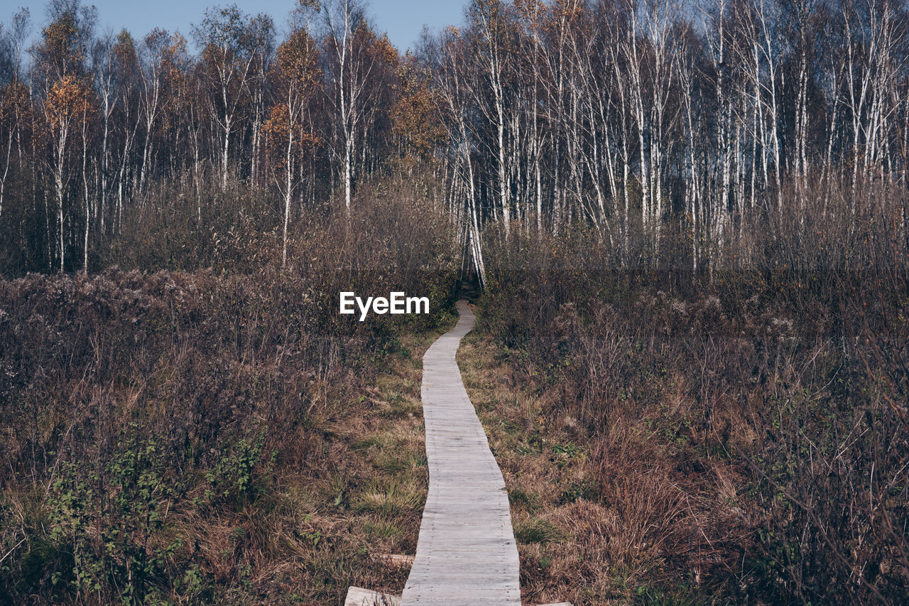 Wooden path through a marsh terrain with trees growing on both sides