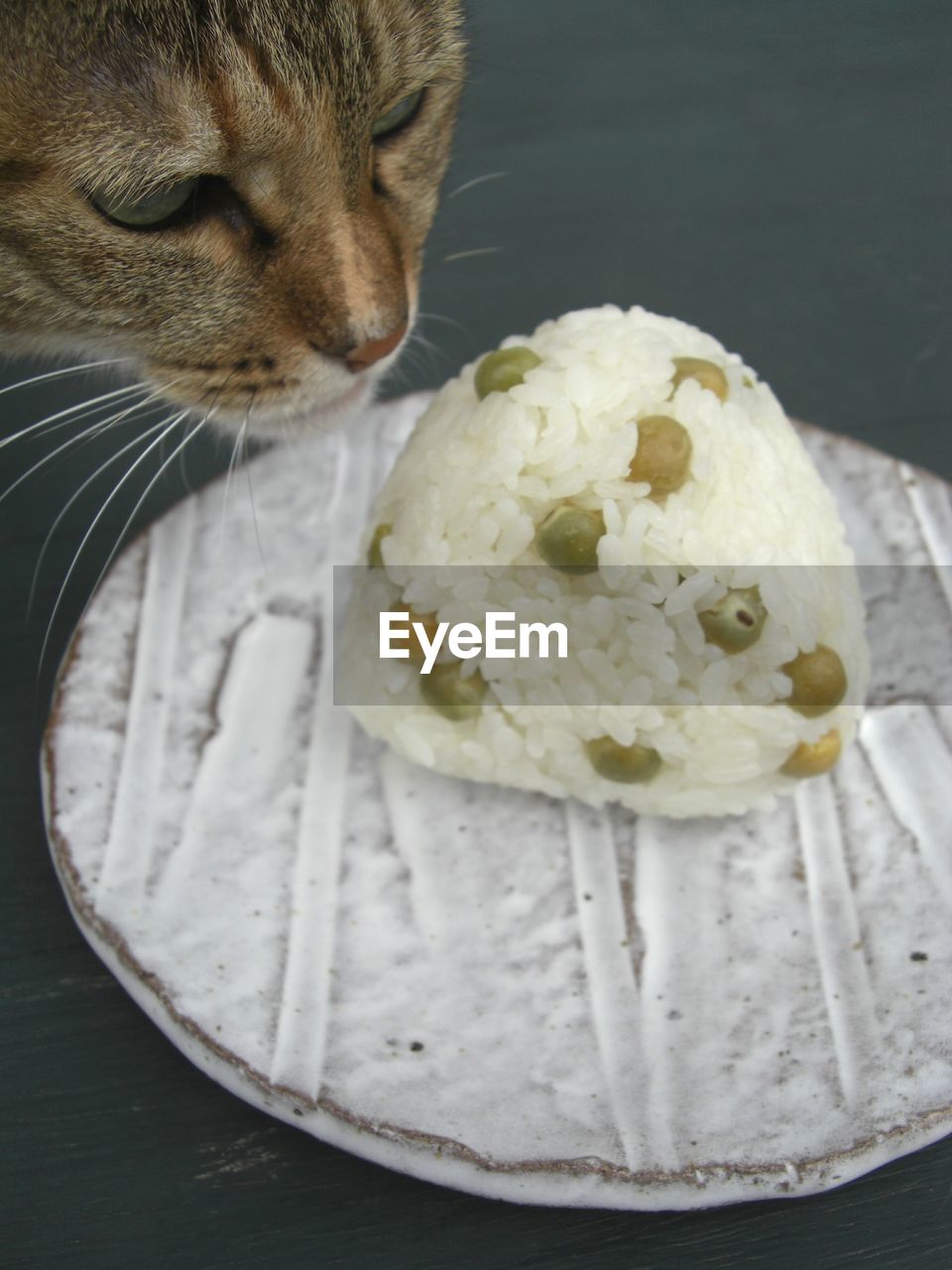 CLOSE-UP OF CAT IN PLATE