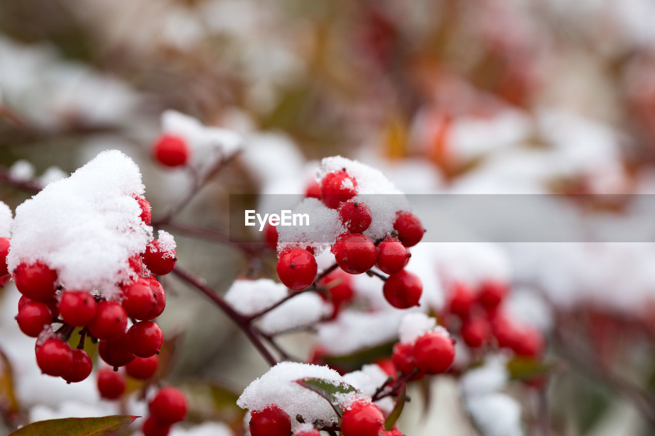 Close-up of frozen berries