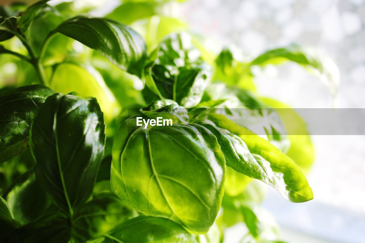 Close-up of fresh green basil in the kitchen