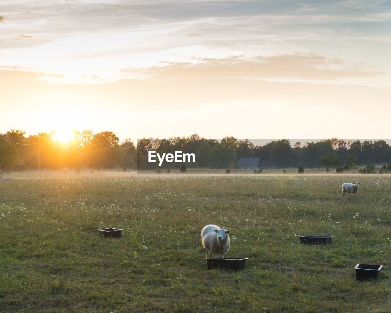 VIEW OF SHEEP ON LANDSCAPE