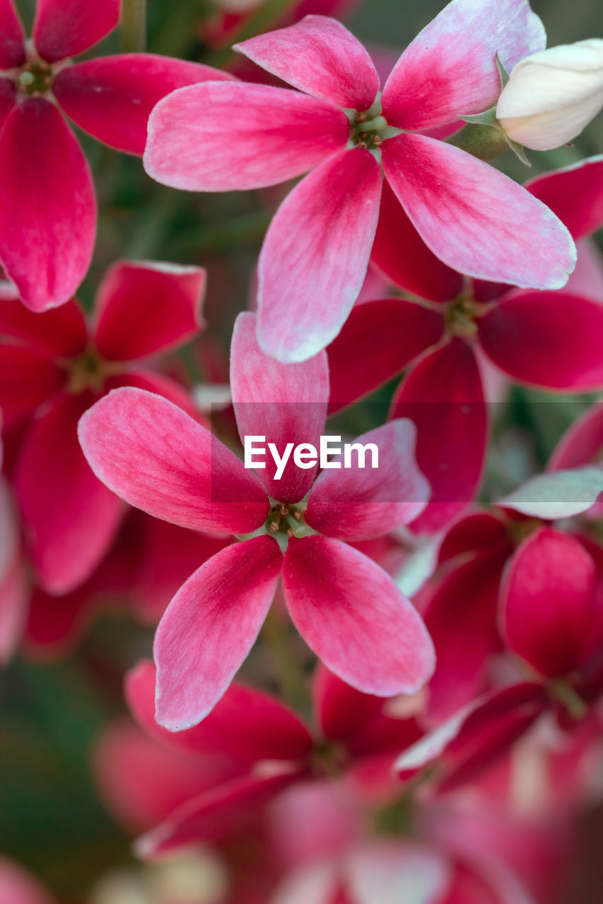 CLOSE-UP OF RED FLOWERING PLANTS