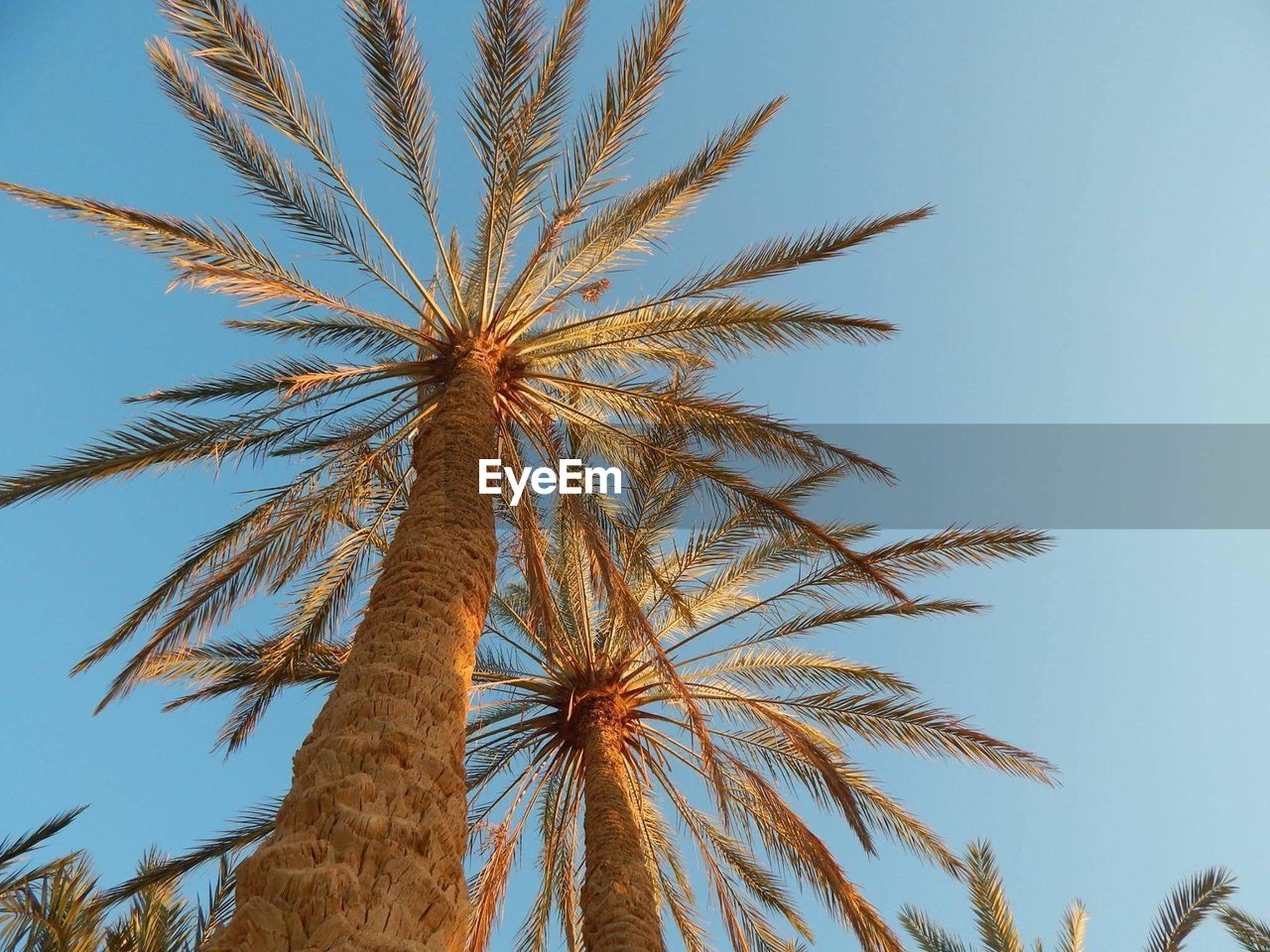 LOW ANGLE VIEW OF PALM TREES AGAINST CLEAR BLUE SKY