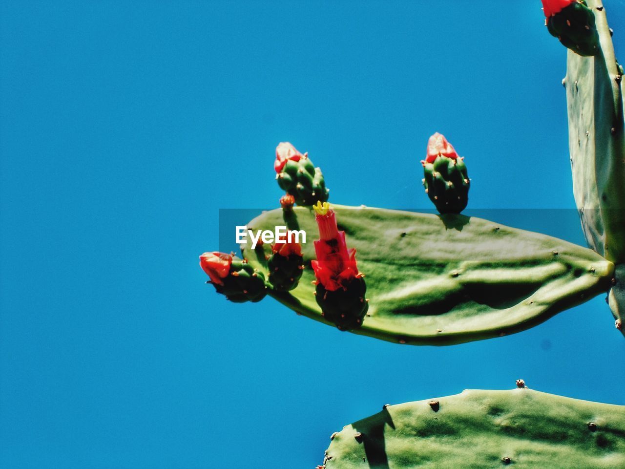 Low angle view of flowers blooming against sky