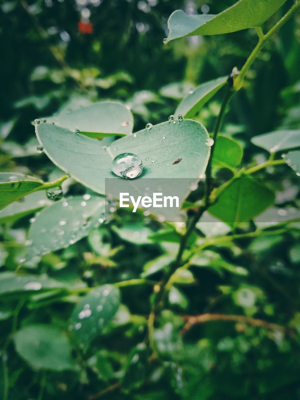 CLOSE-UP OF WATER DROPS ON PLANT