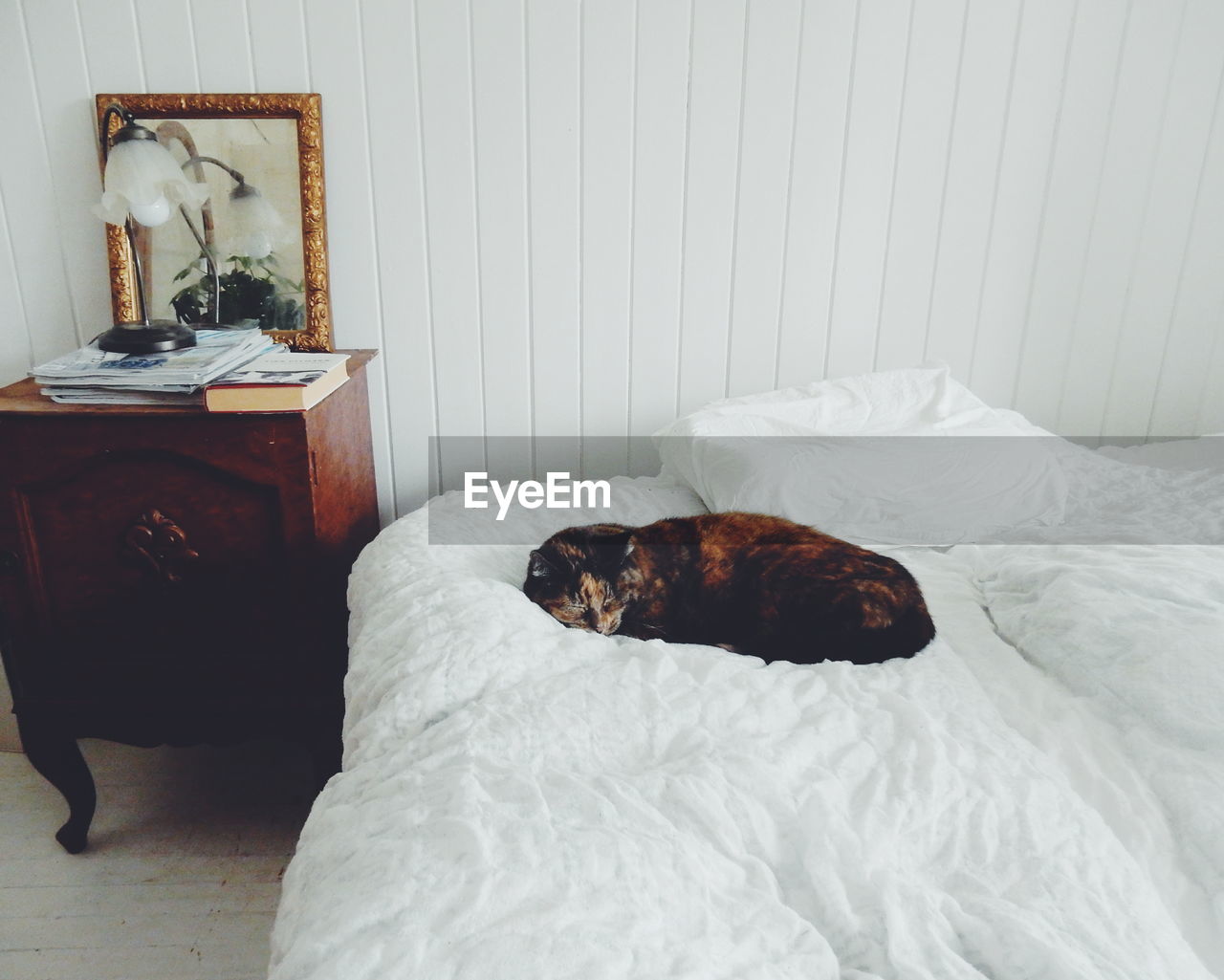 Cat sleeping on bed at home