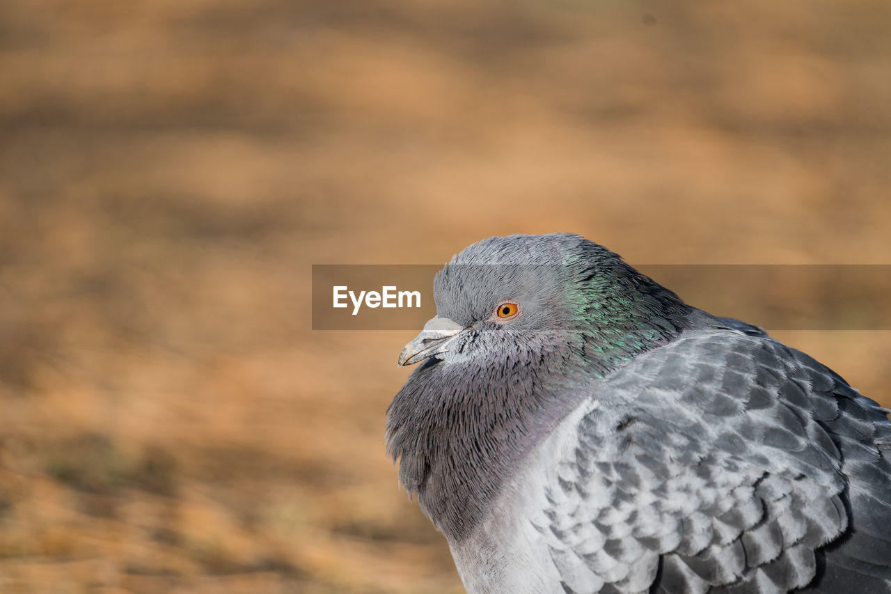 CLOSE-UP OF BIRD