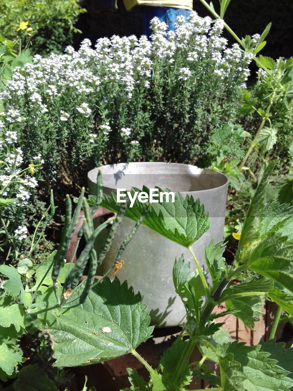 CLOSE-UP OF POTTED PLANT IN YARD