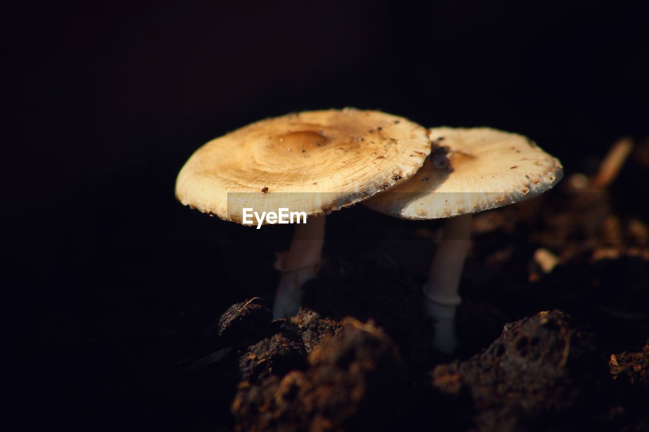 CLOSE-UP OF MUSHROOM