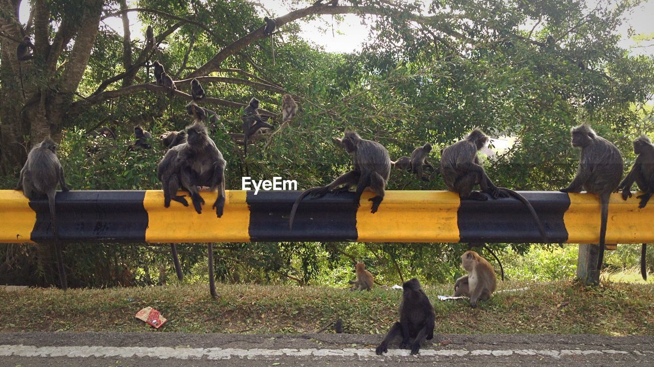 Monkeys on the side of the road