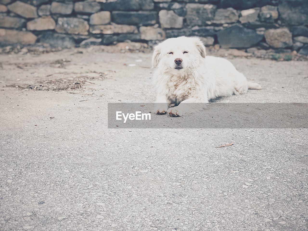 HIGH ANGLE PORTRAIT OF WHITE DOG SITTING ON COBBLESTONE