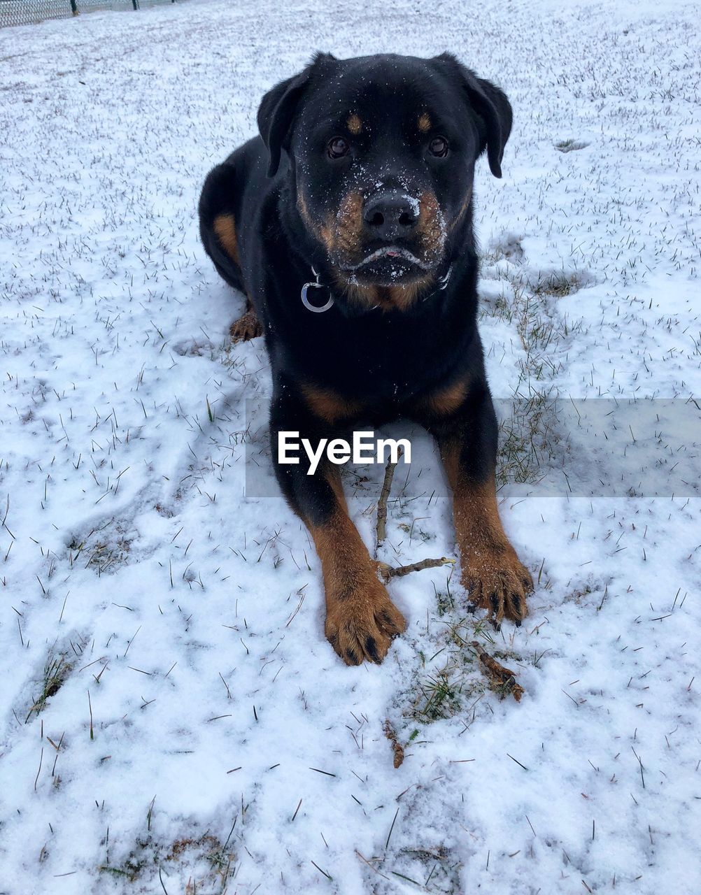 CLOSE-UP PORTRAIT OF DOG DURING WINTER