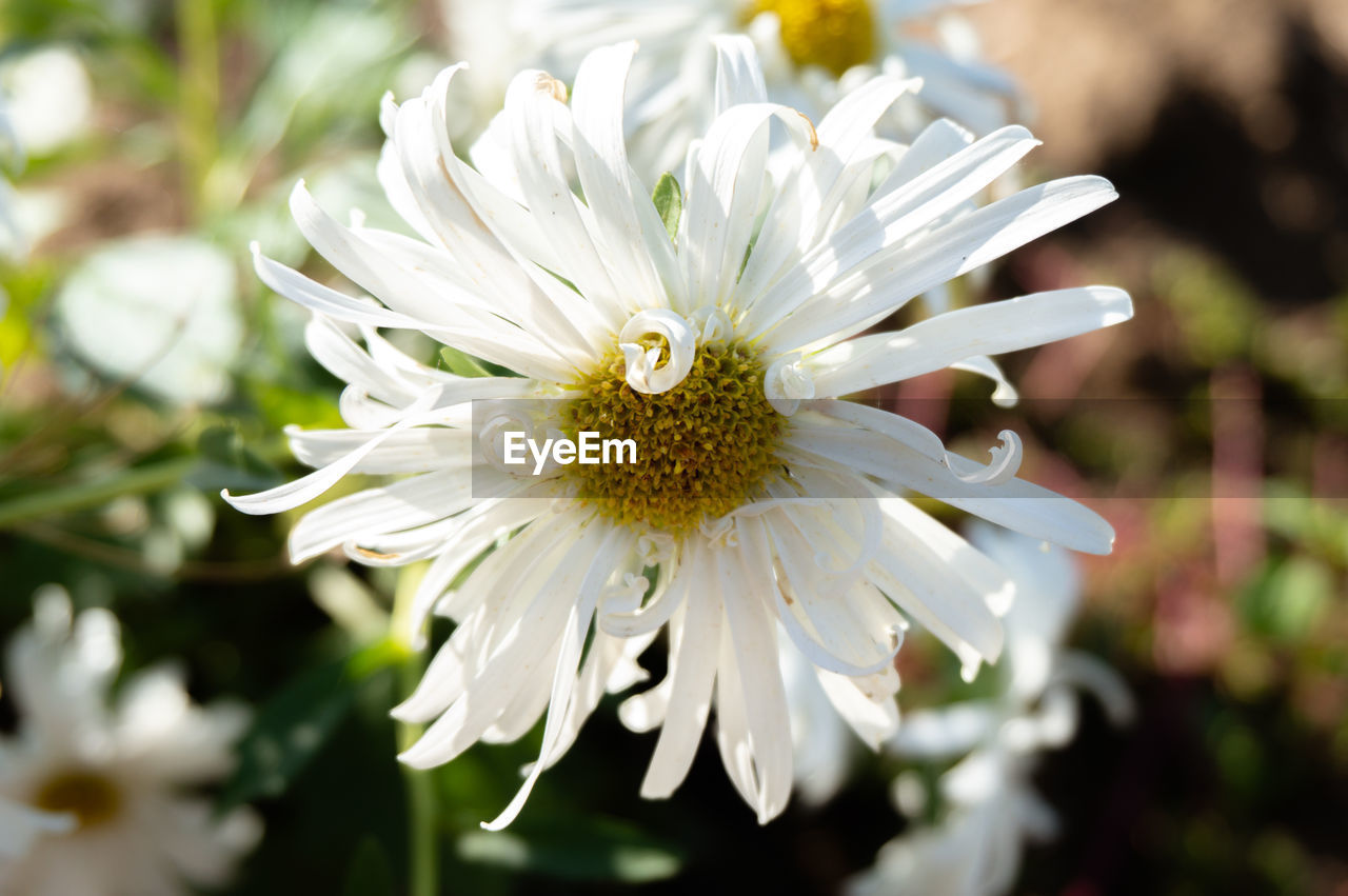 Close-up of white daisy flower