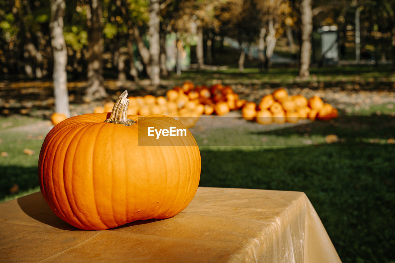 Pumpkin on table in the park