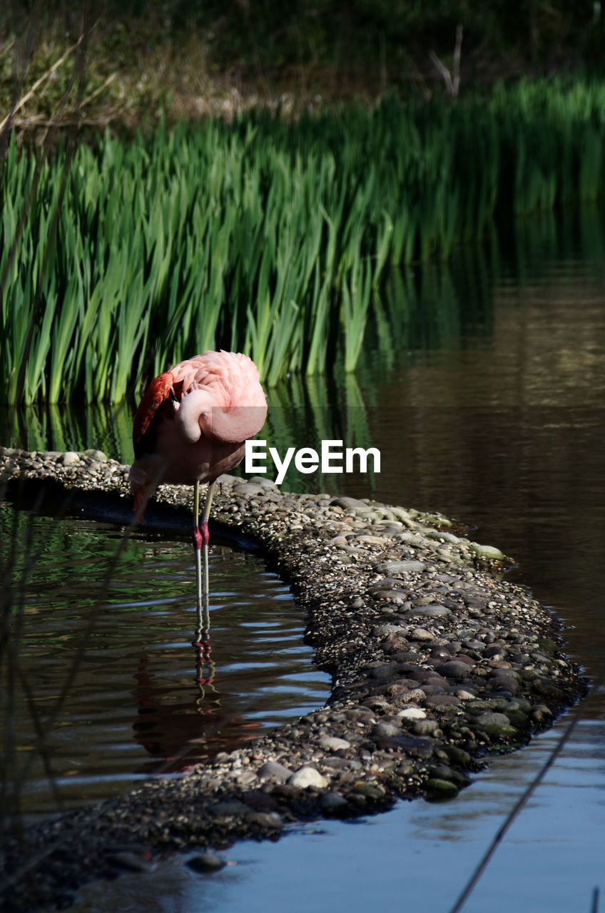 Flamingo having a quiet moment