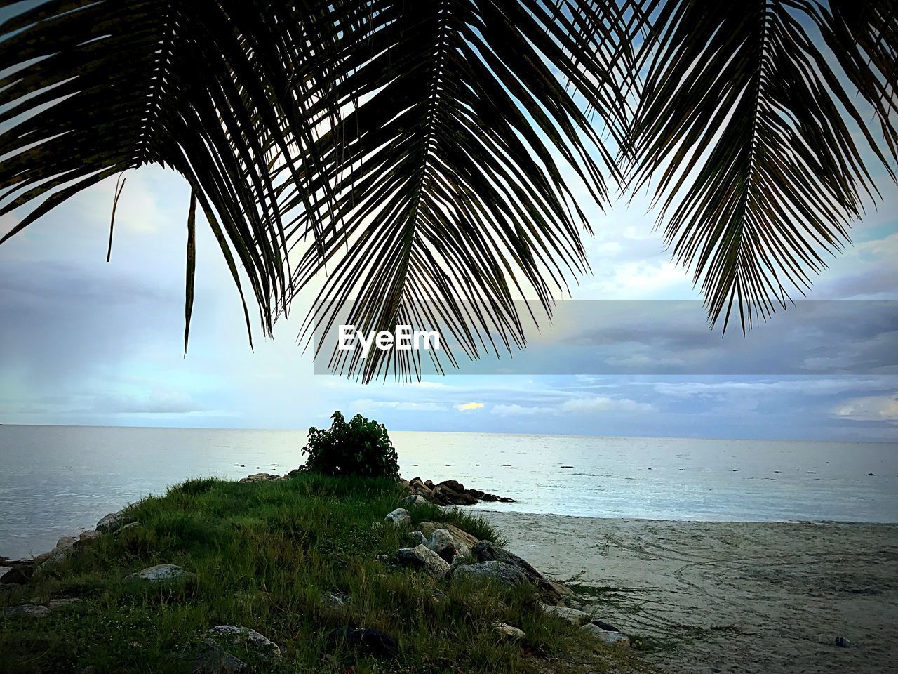 VIEW OF PALM TREE ON BEACH