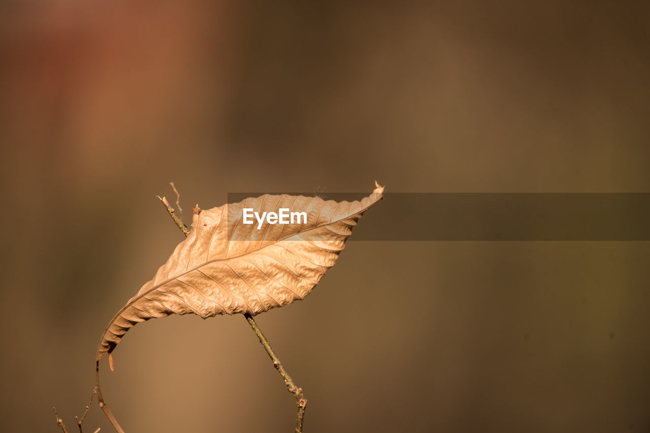 Close-up of dry leaf against blurred background