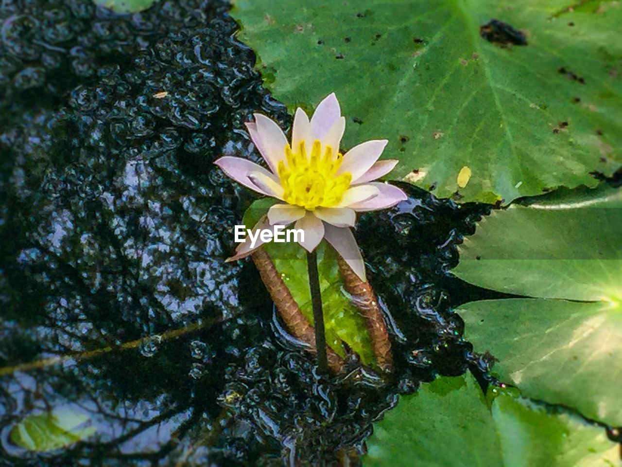 LOTUS WATER LILY IN POND