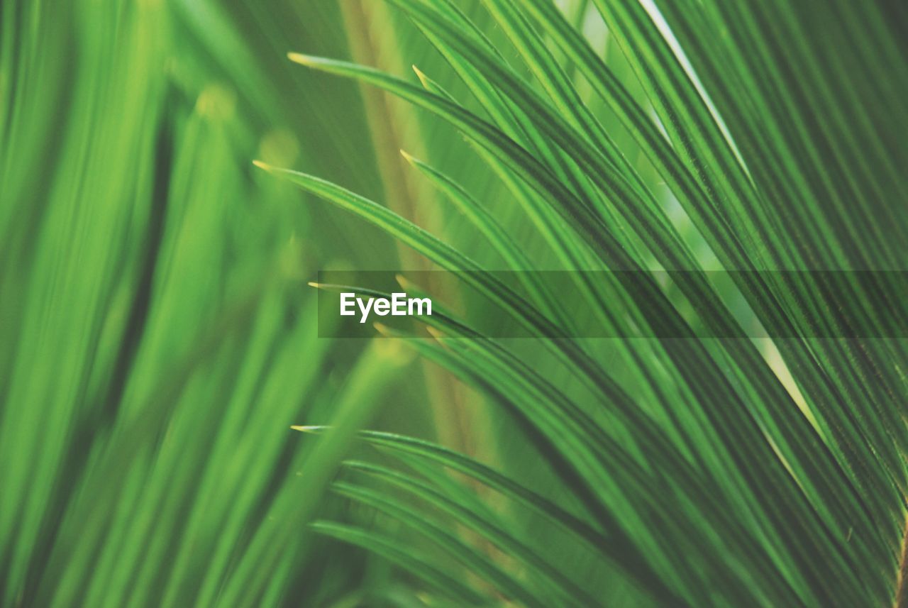 Full frame shot of palm leaves