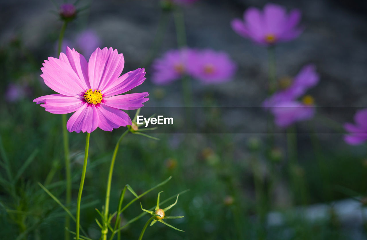 CLOSE-UP OF PINK COSMOS FLOWER