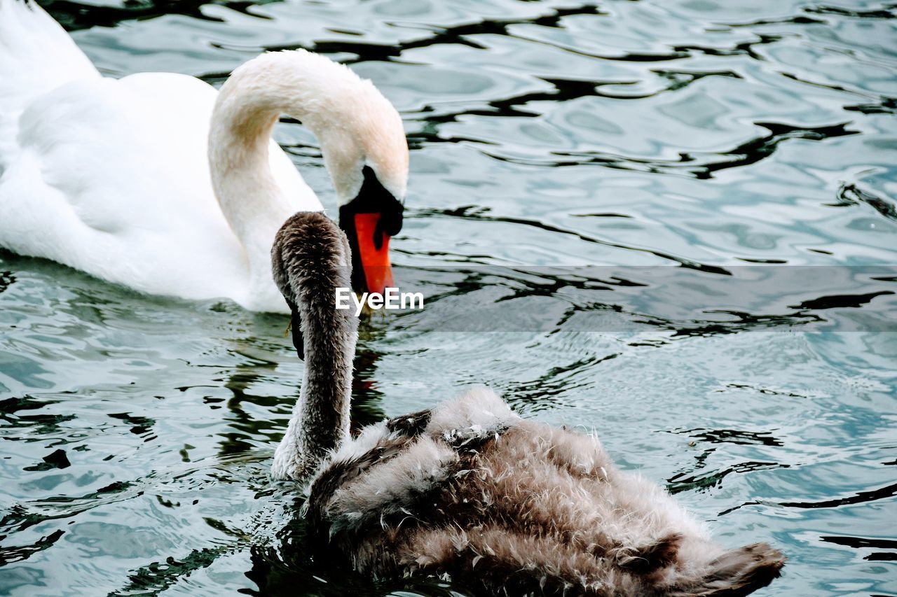 SWAN SWIMMING IN LAKE